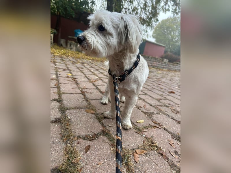 Alfi, geboren 27.08.2021, 30cm sucht sein Zuhause (Pflegestelle in Deutschland)