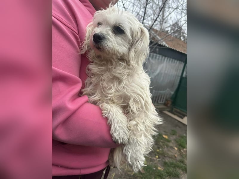 Panna, geboren 05.04.2023, 28cm sucht ihr Glück