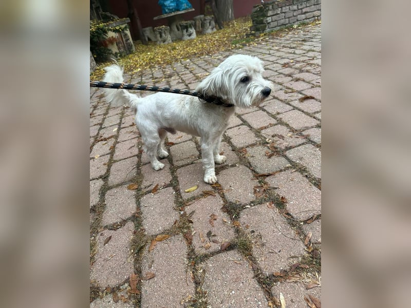 Alfi, geboren 27.08.2021, 30cm sucht sein Zuhause (Pflegestelle in Deutschland)