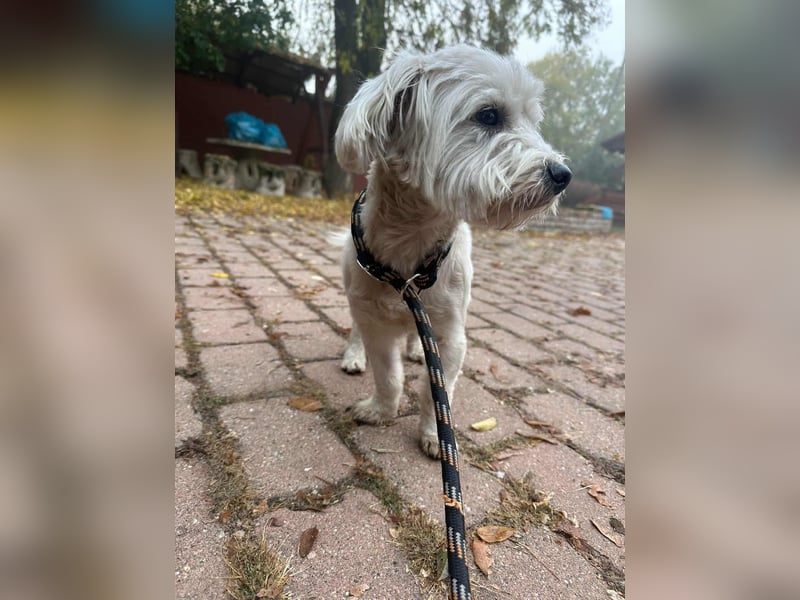 Alfi, geboren 27.08.2021, 30cm sucht sein Zuhause (Pflegestelle in Deutschland)