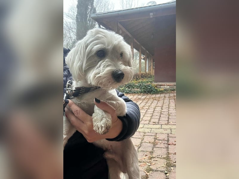 Alfi, geboren 27.08.2021, 30cm sucht sein Zuhause (Pflegestelle in Deutschland)