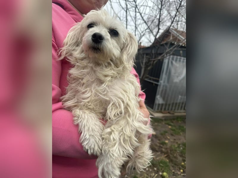 Panna, geboren 05.04.2023, 28cm sucht ihr Glück