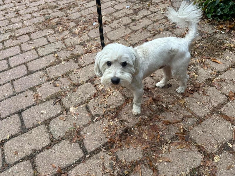 Alfi, geboren 27.08.2021, 30cm sucht sein Zuhause (Pflegestelle in Deutschland)