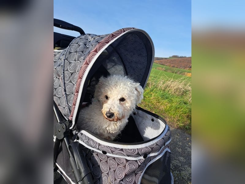 TOTO - wer verliebt sich in den kleinen Mann?