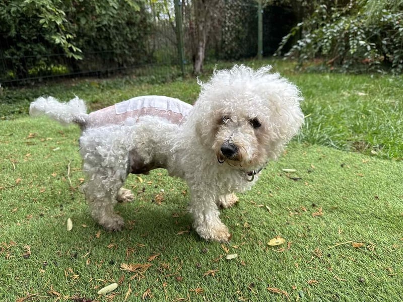 TOTO - wer verliebt sich in den kleinen Mann?