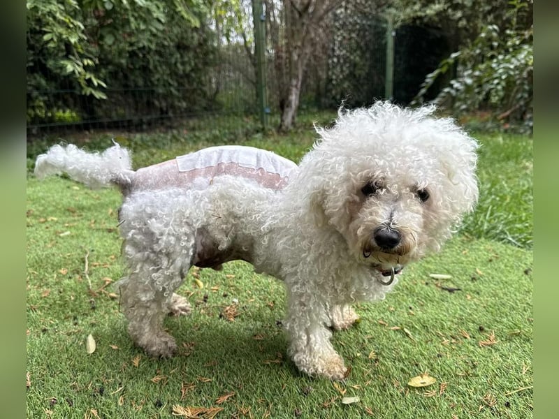 TOTO - wer verliebt sich in den kleinen Mann?