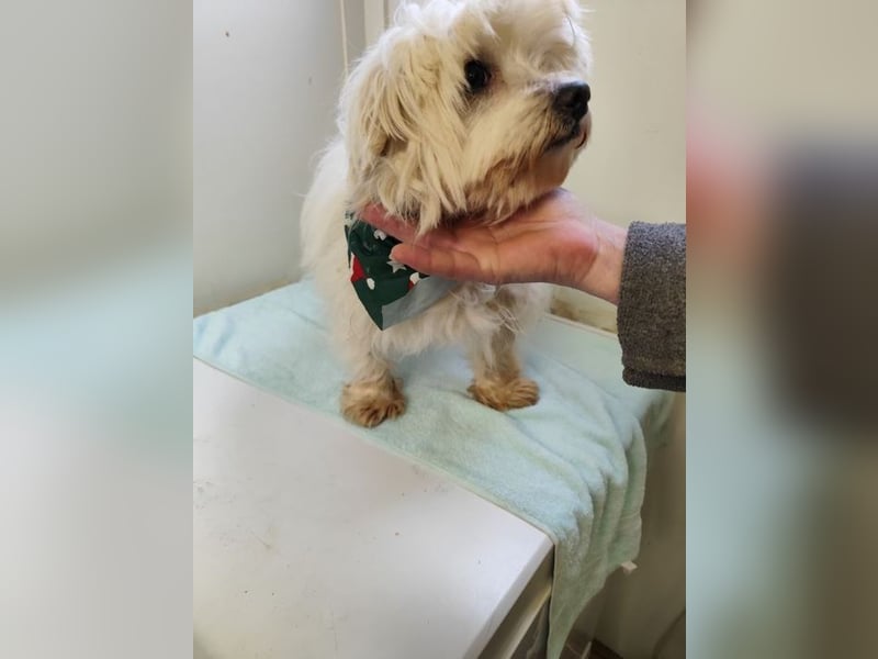 BANU - ich träume von einem tollen Leben bei einer ruhigen, geduldigen Familie!