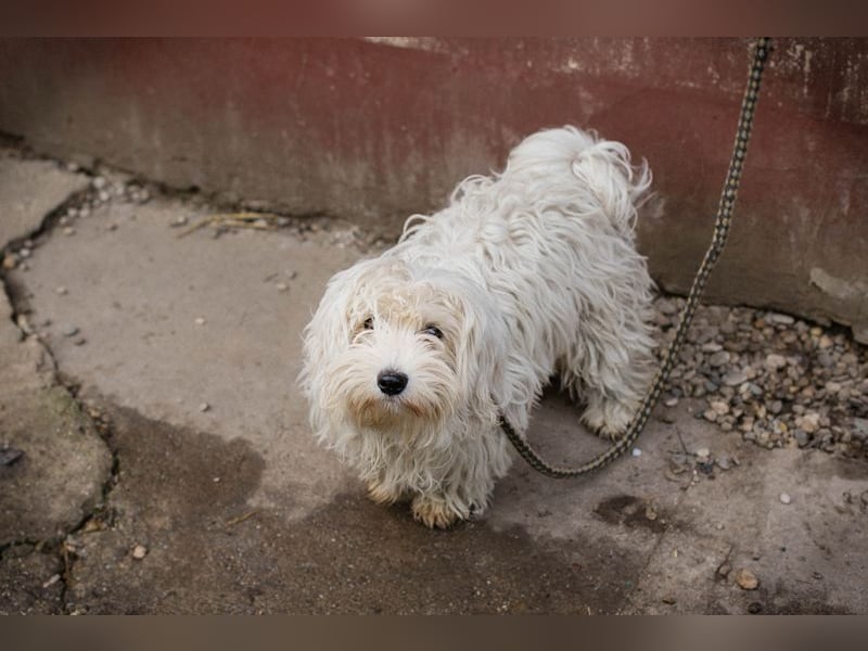 Chip-Nr. 259933 - das süße Männlein möchte DEIN vierbeiniger Begleiter sein!