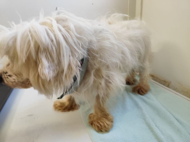 BANU - ich träume von einem tollen Leben bei einer ruhigen, geduldigen Familie!