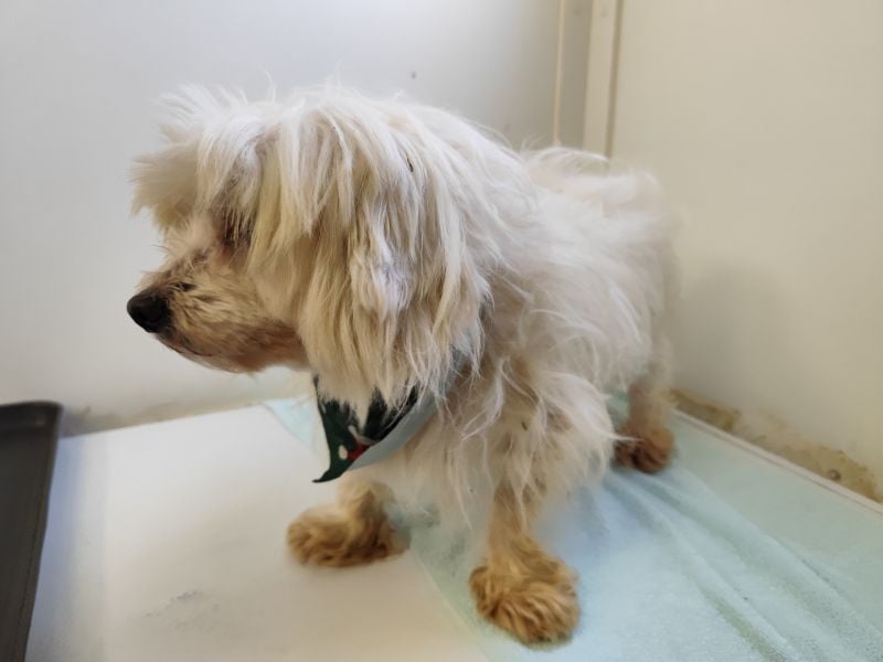 BANU - ich träume von einem tollen Leben bei einer ruhigen, geduldigen Familie!