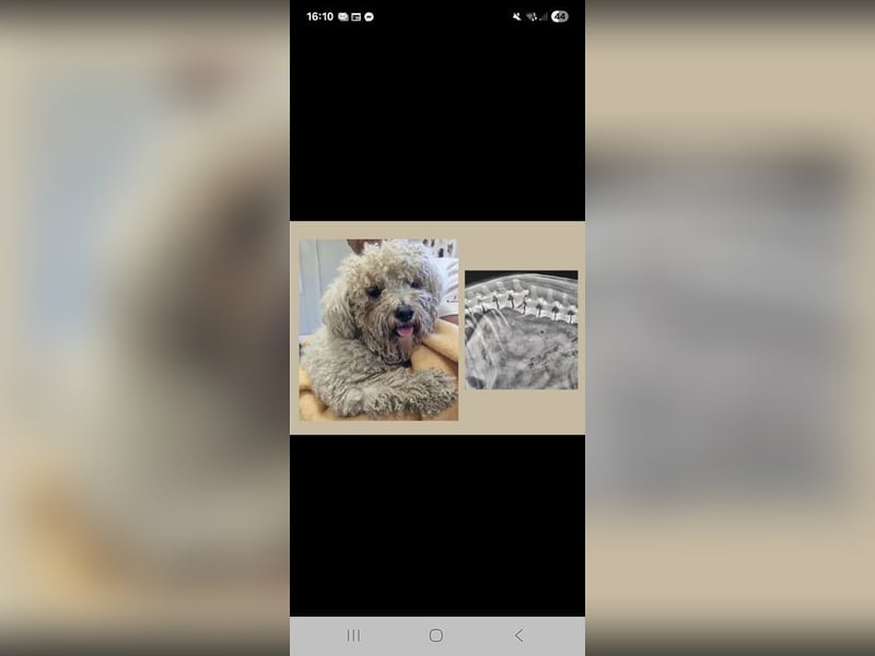 TOTO - wer verliebt sich in den kleinen Mann?