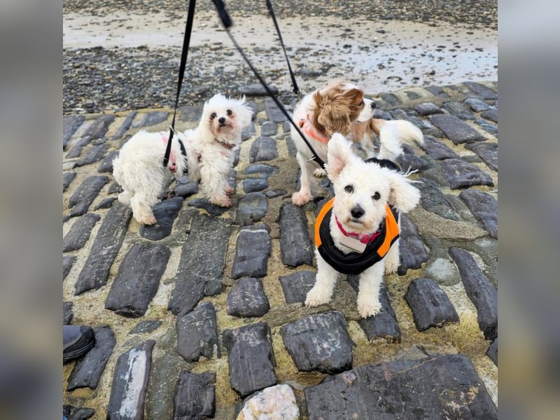 TOTO - wer verliebt sich in den kleinen Mann?