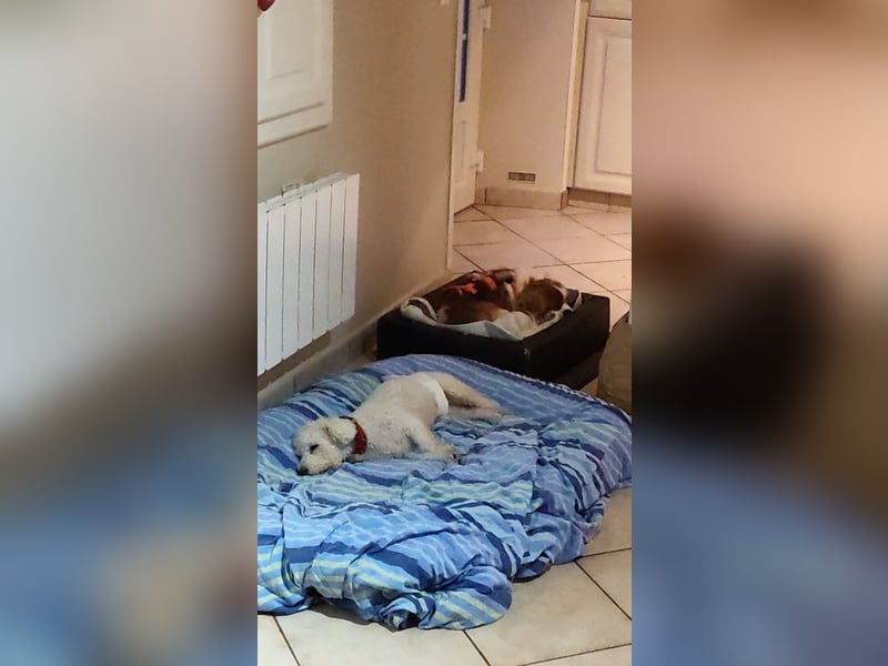 TOTO - wer verliebt sich in den kleinen Mann?