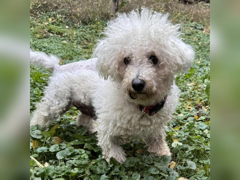 TOTO - wer verliebt sich in den kleinen Mann?