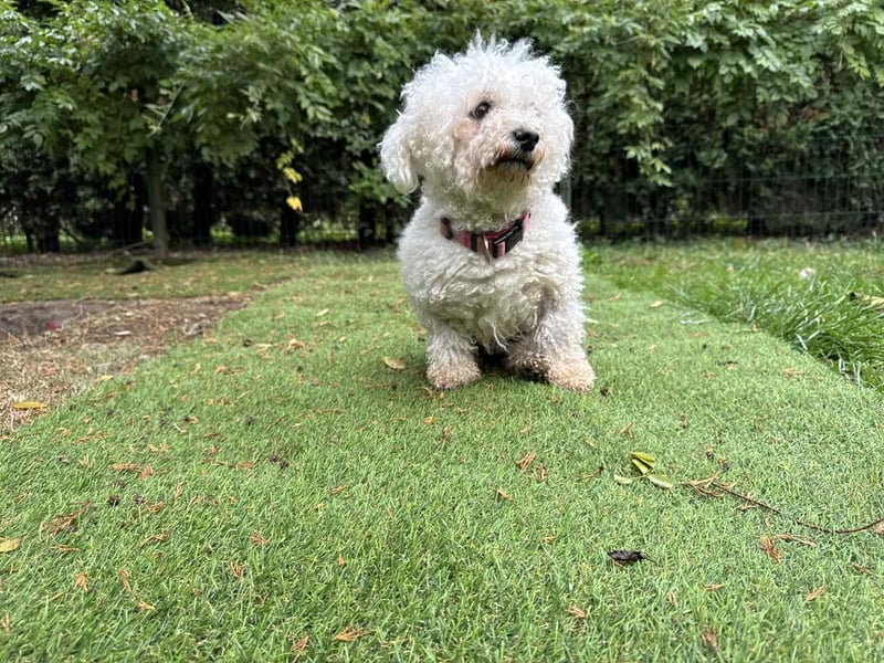 TOTO - wer verliebt sich in den kleinen Mann?