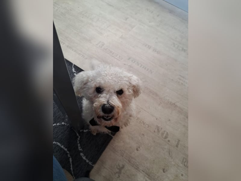 TOTO - wer verliebt sich in den kleinen Mann?