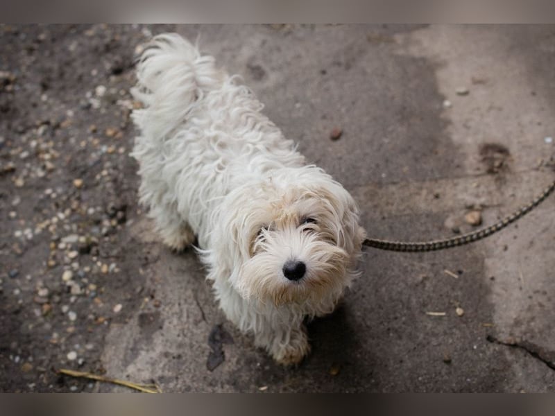 Chip-Nr. 259933 - das süße Männlein möchte DEIN vierbeiniger Begleiter sein!