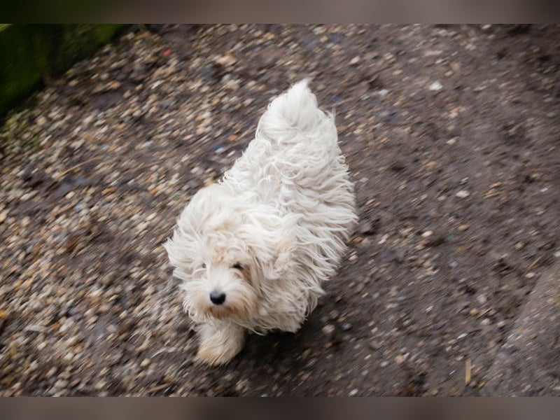 Chip-Nr. 259933 - das süße Männlein möchte DEIN vierbeiniger Begleiter sein!