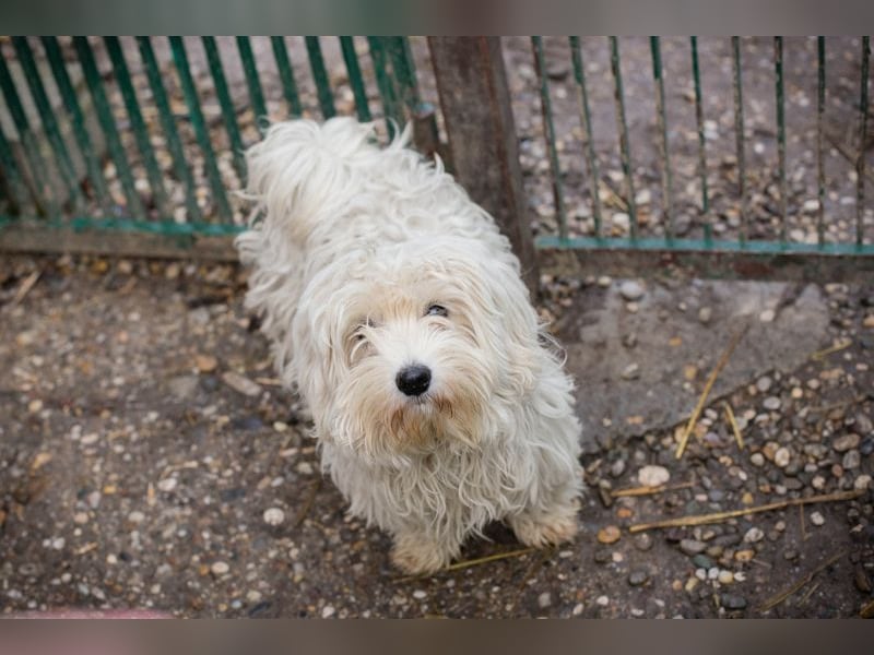 Chip-Nr. 259933 - das süße Männlein möchte DEIN vierbeiniger Begleiter sein!