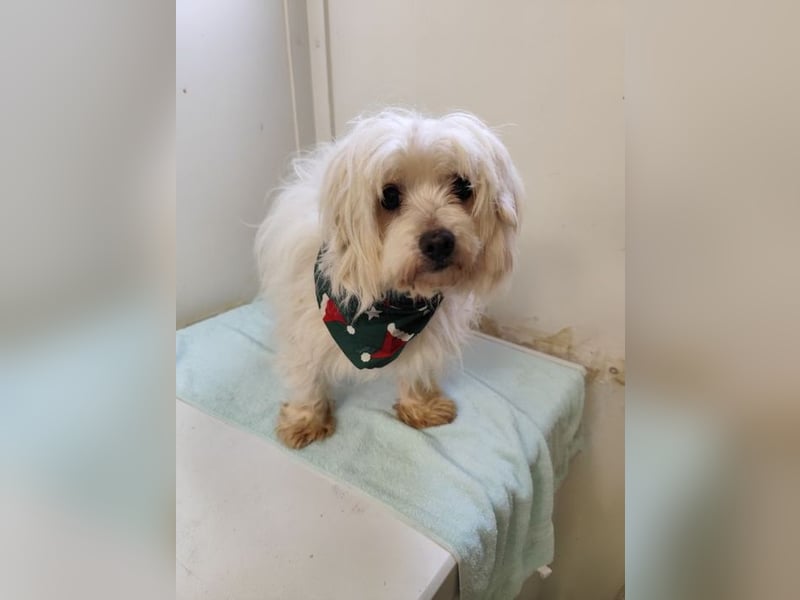 BANU - ich träume von einem tollen Leben bei einer ruhigen, geduldigen Familie!