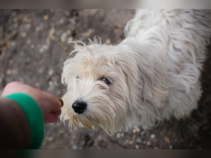 Chip-Nr. 259933 - das süße Männlein möchte DEIN vierbeiniger Begleiter sein!