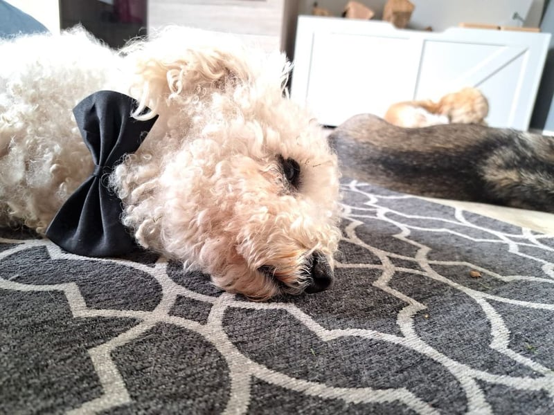 TOTO - wer verliebt sich in den kleinen Mann?