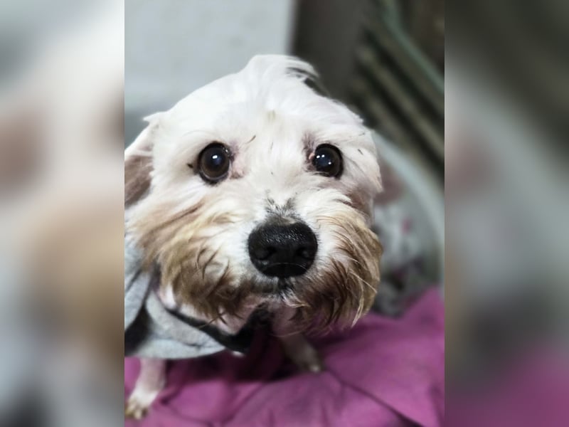 Tofu, freundlicher Senior Malteser/Seidenpinscher Mischling geb. 05/2013