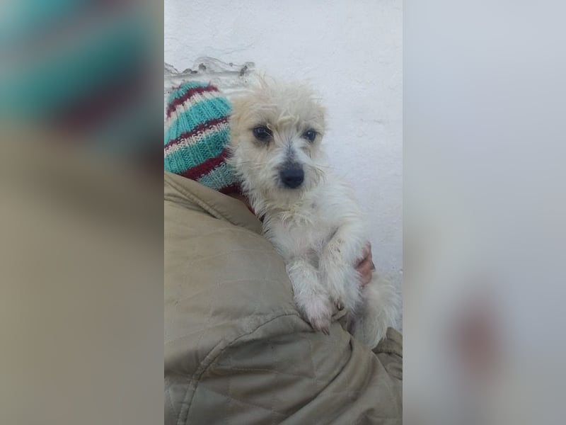 Luna, zuckersüße Malteser/Jack Russel Junghündin geb. 2025