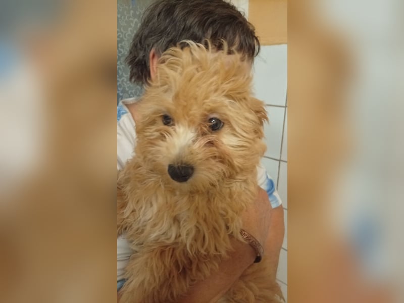 Törpe liebenswerter, verschmuster Maltipoo geb.10.05.2026