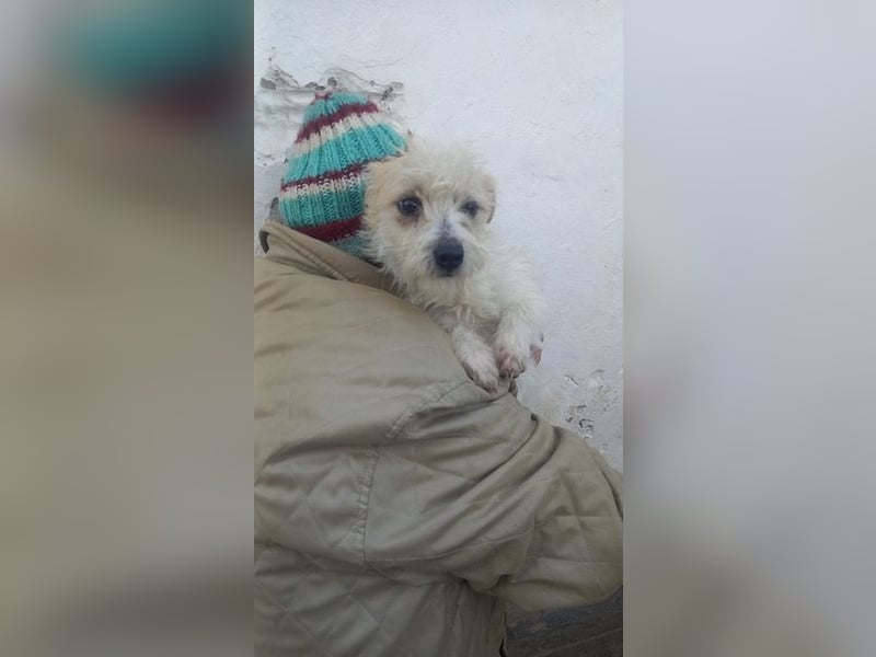 Luna, zuckersüße Malteser/Jack Russel Junghündin geb. 2025