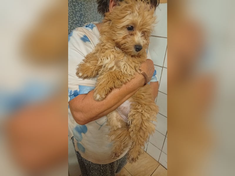 Törpe liebenswerter, verschmuster Maltipoo geb.10.05.2026