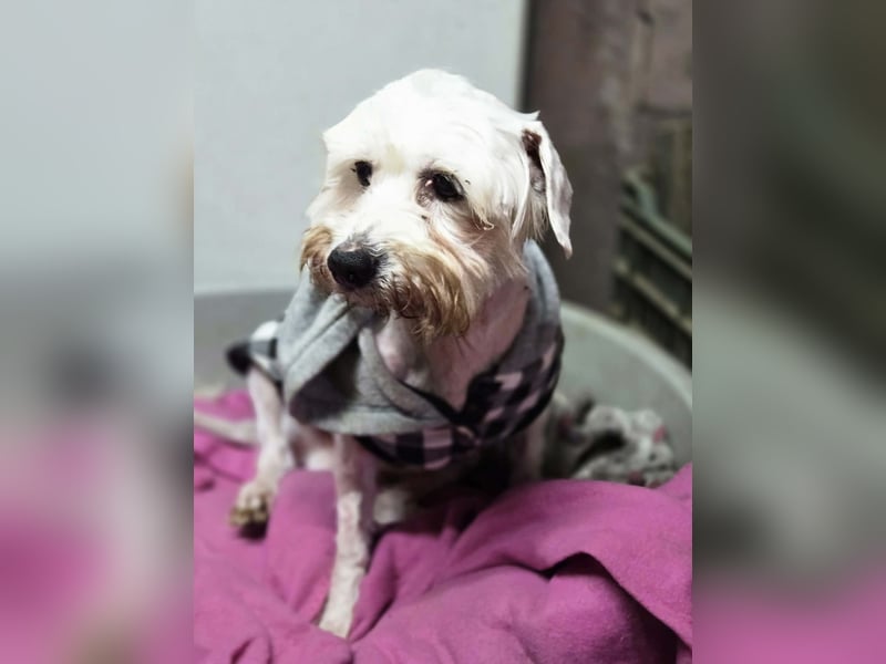 Tofu, freundlicher Senior Malteser/Seidenpinscher Mischling geb. 05/2013