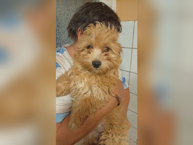 Törpe liebenswerter, verschmuster Maltipoo geb.10.05.2026