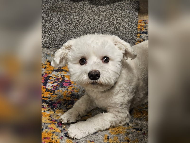 Blue sucht sein Zuhause ❤️