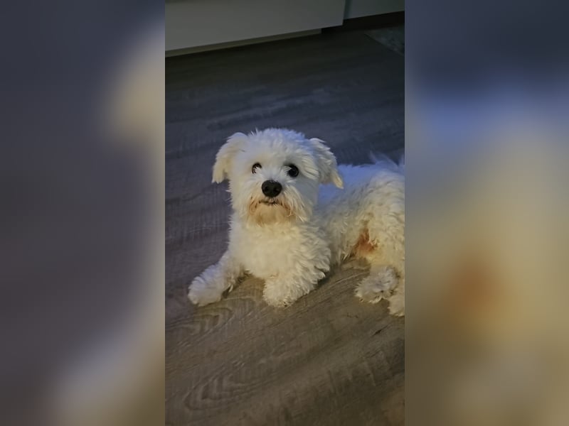 Blue sucht sein Zuhause ❤️