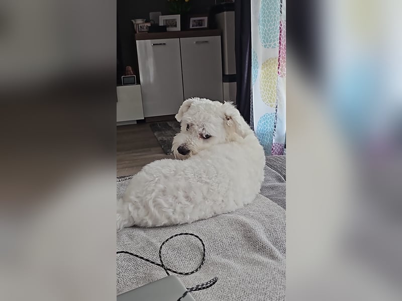 Blue sucht sein Zuhause ❤️