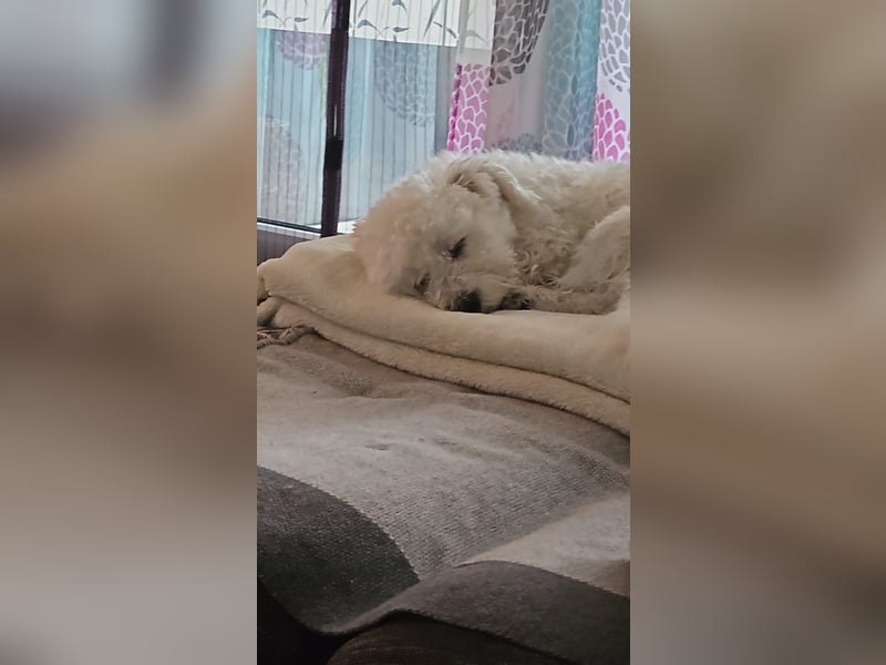 Blue sucht sein Zuhause ❤️