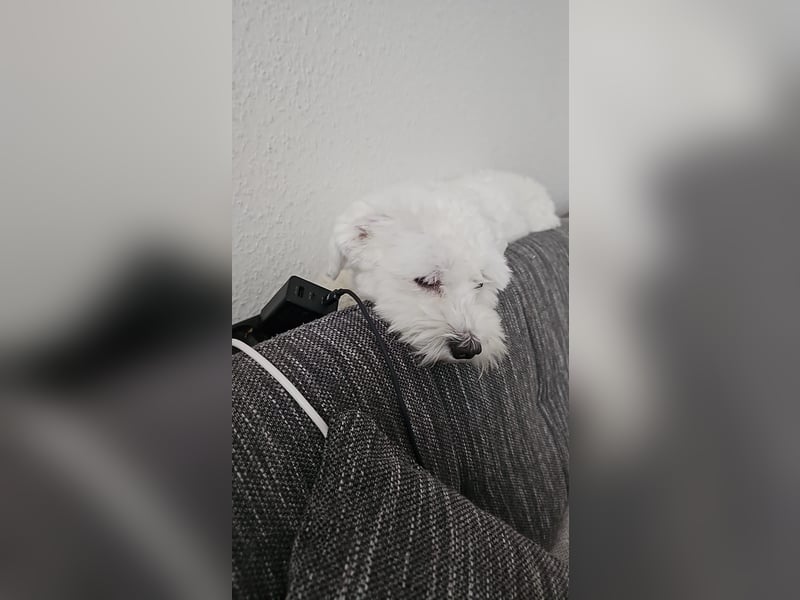 Blue sucht sein Zuhause ❤️