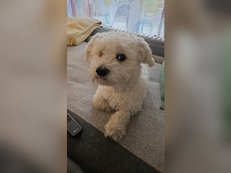 Blue sucht sein Zuhause ❤️