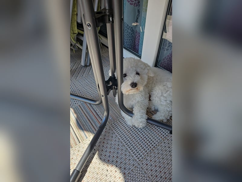 Blue sucht sein Zuhause ❤️