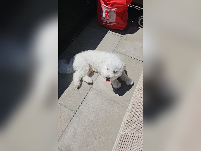 Blue sucht sein Zuhause ❤️