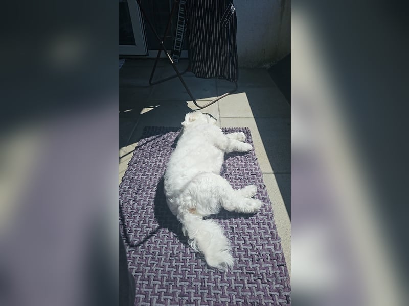 Blue sucht sein Zuhause ❤️