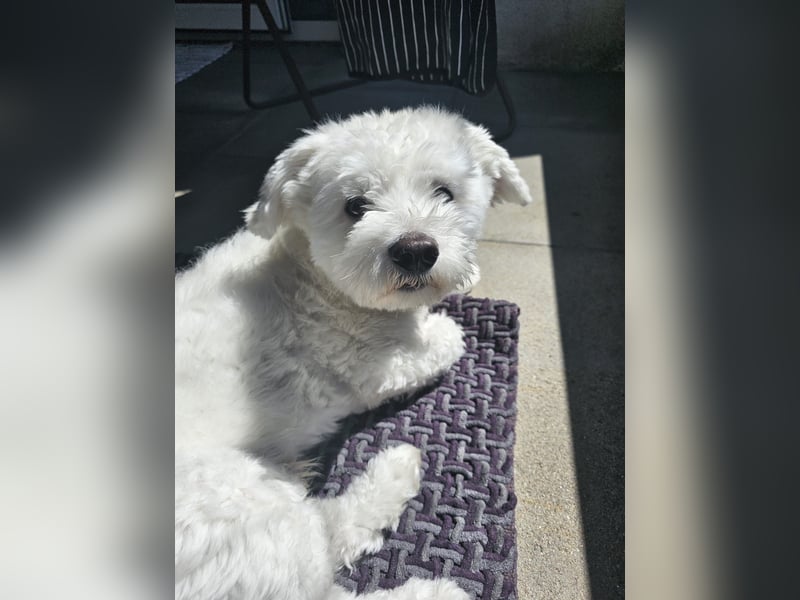 Blue sucht sein Zuhause ❤️