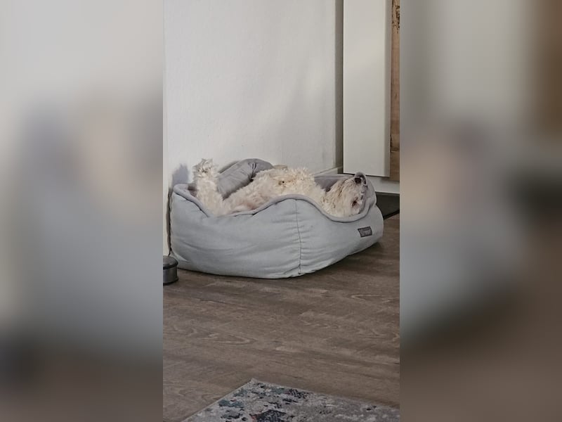 Blue sucht sein Zuhause ❤️