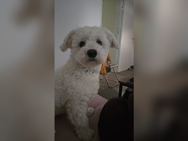 Blue sucht sein Zuhause ❤️