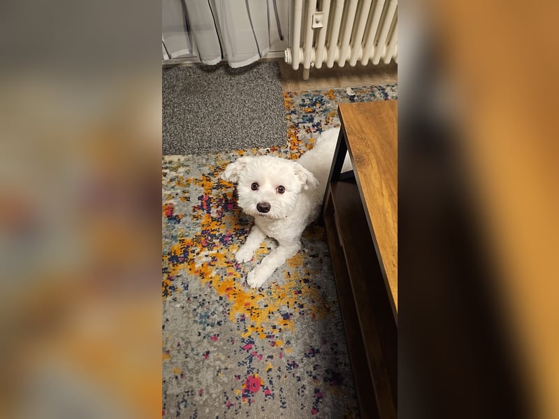 Blue sucht sein Zuhause ❤️