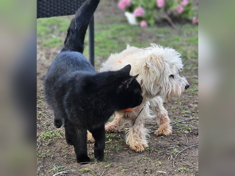 Reni ist eine sensible Hündin