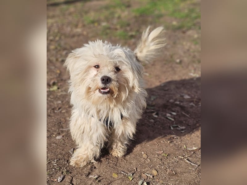 Lior sucht ein ländliches Zuhause