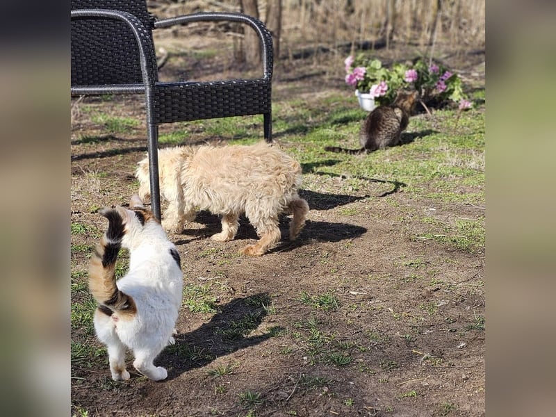 Reni ist eine sensible Hündin