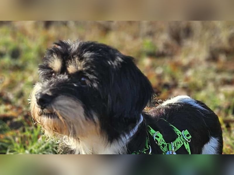 Cutie - ein zartes sensibles Hundemädel (61184 Karben)